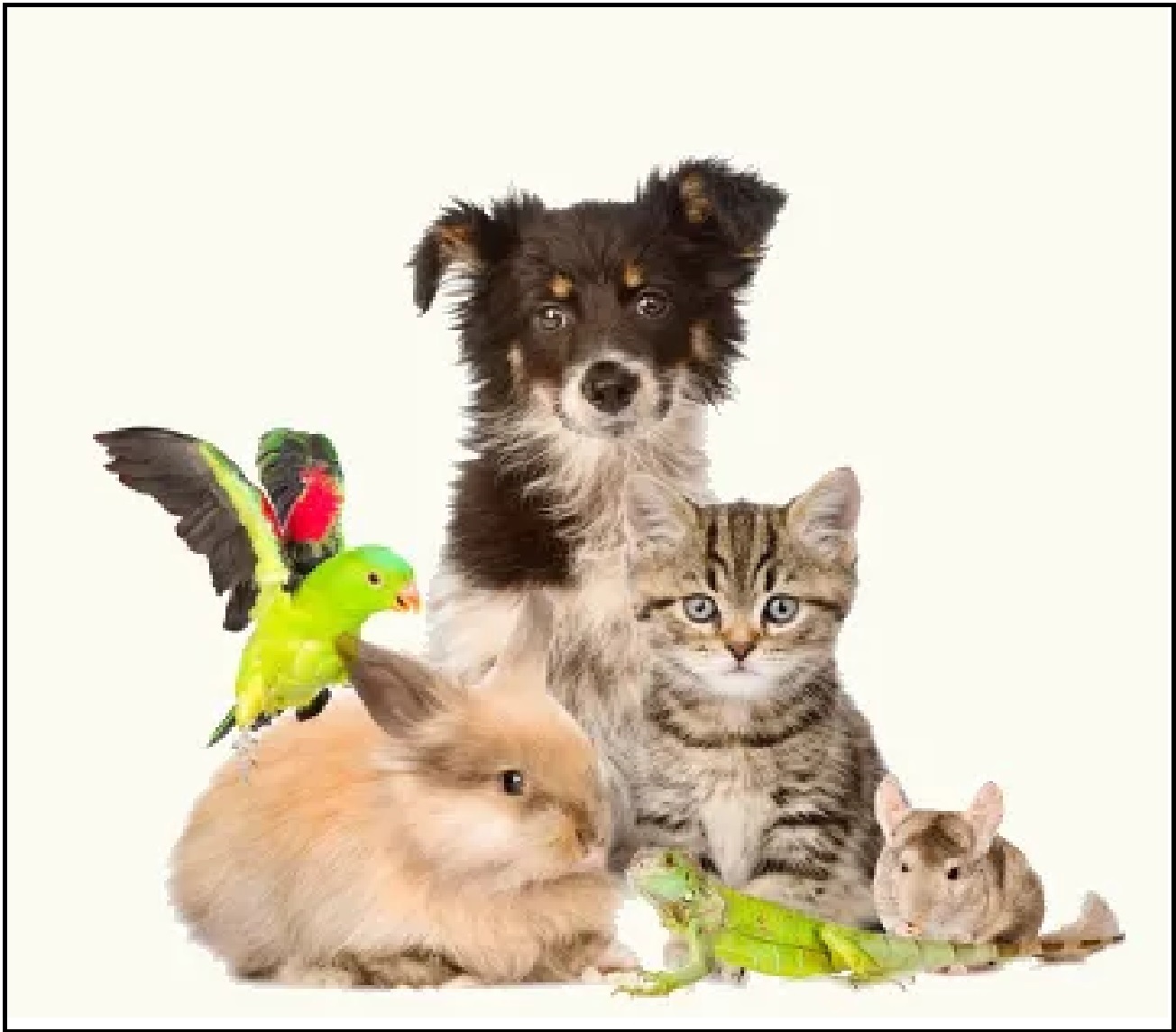 SURGEAKI.COM | Animais - Belo Jardim | PE