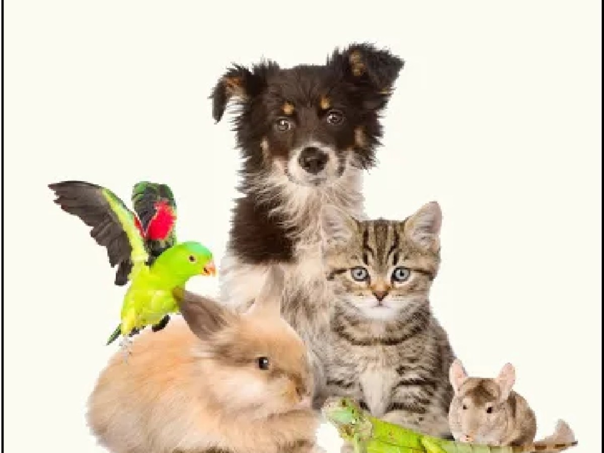 Animais – Gravatá |&nbsp;PE