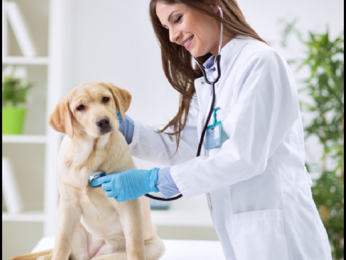 Veterinárias – Sta. Cruz do Capibaribe |&nbsp;PE