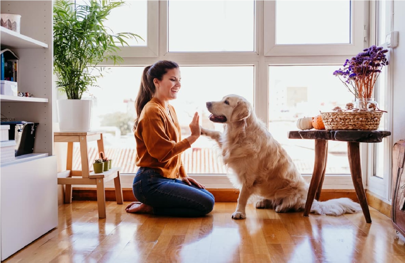 cao-feliz-dono-felizhttps://surgeaki.com - Cachorro Feliz | Dono Feliz