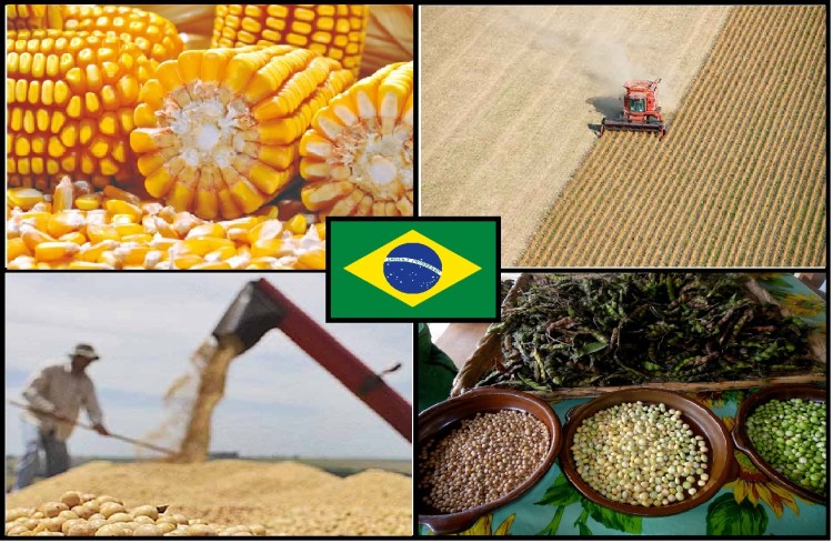 Agronegócio brasileiro - surgeaki.com