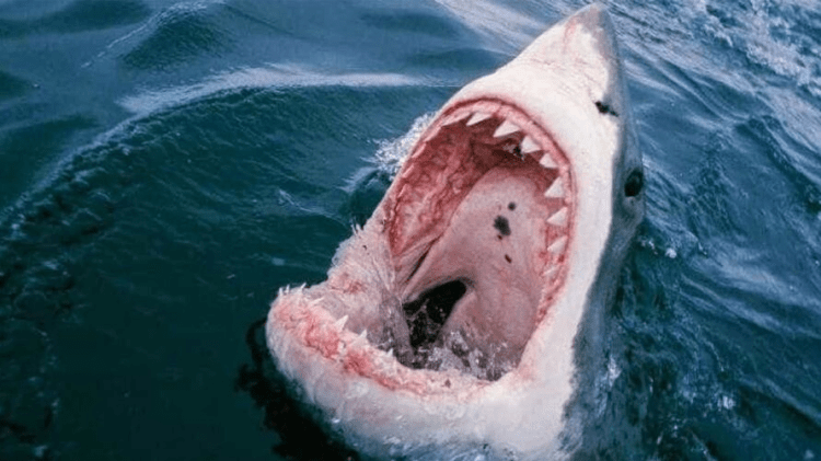 Ataque de Tubarão | Pernambuco - https://surgeaki.com