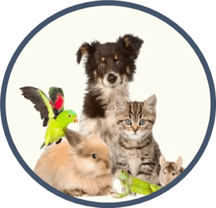 Banho; Tosa; Rações; Veterinárias; Acessórios e muito mais - Toritama | PE